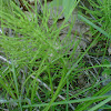 Field horsetail