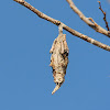 bagworm moth