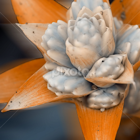 by Zoe Walker Designs - Flowers Flower Gardens