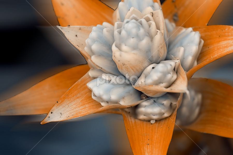 by Zoe Walker Designs - Flowers Flower Gardens