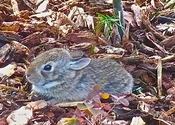 Nuttall Rabbit | Project Noah