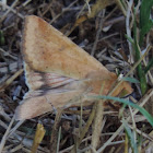 Corn Earworm Moth