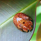 Variole Paropsine Beetle