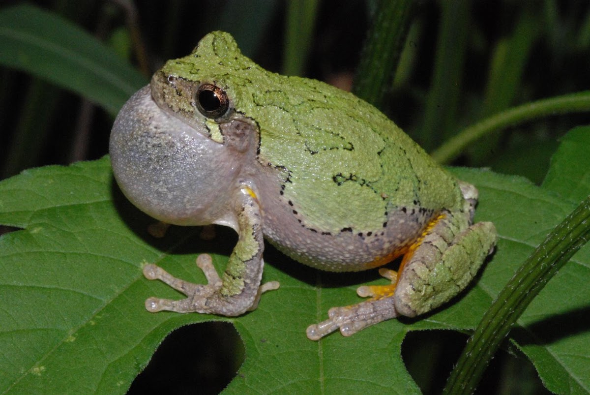 Gray treefrog complex (male)