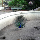 Peacock and Prairie Dogs