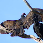 Turkey Vulture and Black Vulture