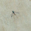 Dolichopodid Fly
