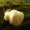 Lions mane/Bearded tooth