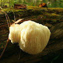 Lions mane/Bearded tooth