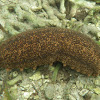 Furry Sea Cucumber  Furry Sea Cucumber