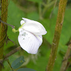 Spurred butterfly-pea
