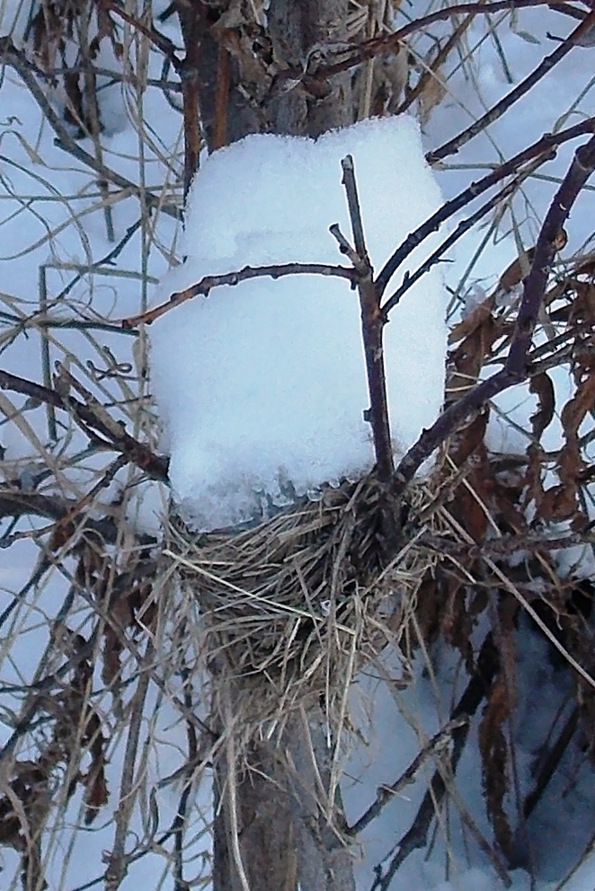 Field Sparrow (nest)
