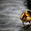 mallard duck