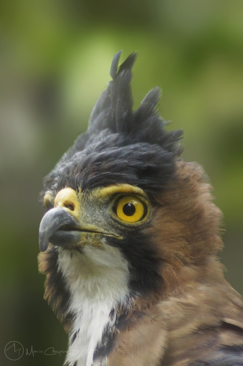 Ornate Hawk-eagle. Aguilucho Penachudo