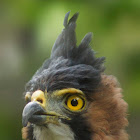 Ornate Hawk-eagle. Aguilucho Penachudo