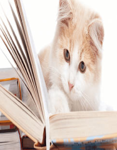 Cats Wallpaer Screenshots 3