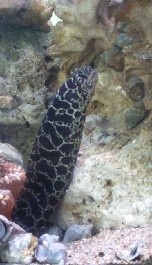 chainlink moray eel