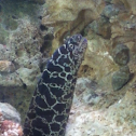 chainlink moray eel