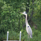 Great Blue Heron