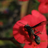 Black Wasp in a Crown of Thorns