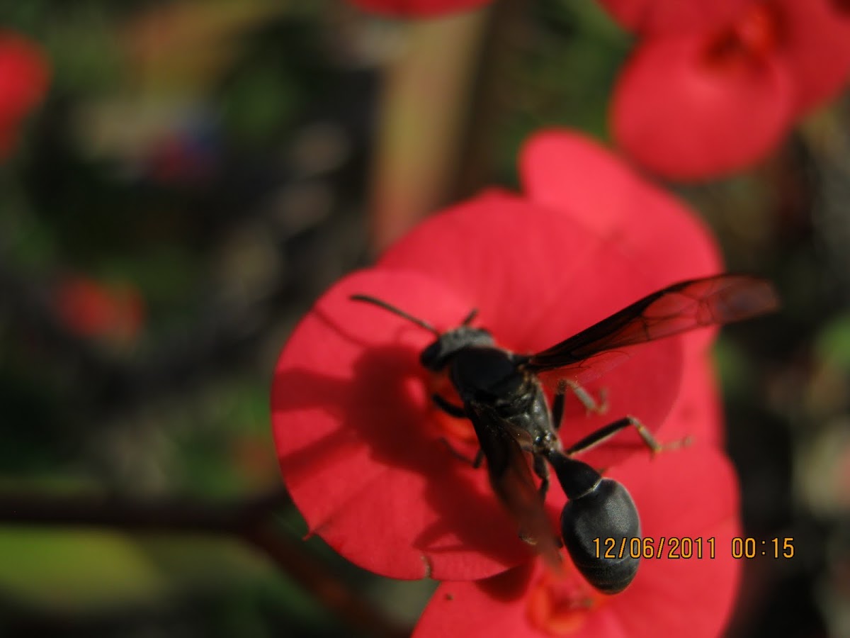 Black Wasp in a Crown of Thorns