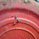 Common Chrysalis Snail