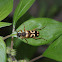Flower Longhorn Beetle