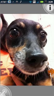 Lastest BARC Animal Shelter APK for PC