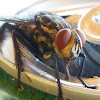 unknown horse-fly