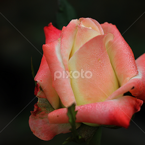 Rose bud by তিত কুটি - Flowers Flower Gardens