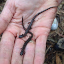 California salamander