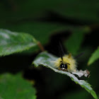 Banded Tussock Moth - Hodges#8203