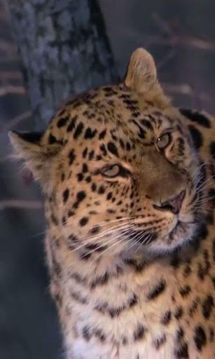 【免費個人化App】Amur Leopard live wallpaper-APP點子