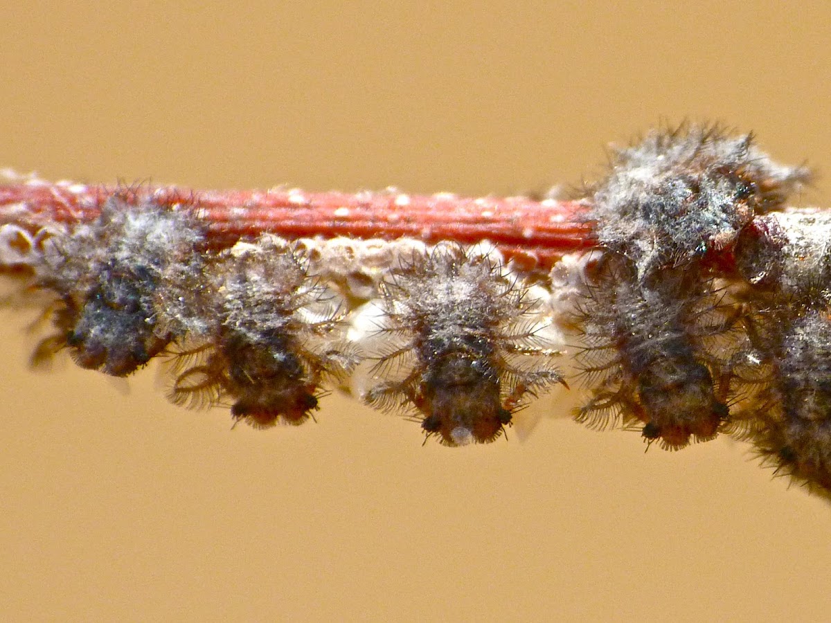 Owlfly larvae