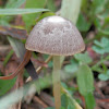 Mycenoid mushroom