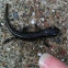 Black salamander 