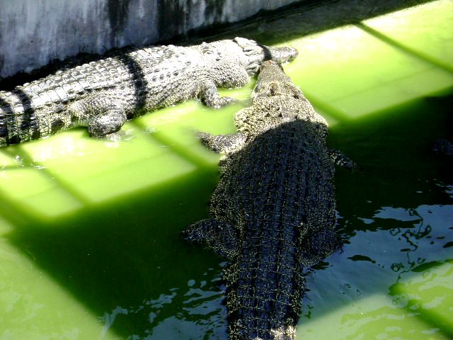 Philippine Salt Water Crocodile