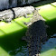 Philippine Salt Water Crocodile