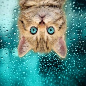 صورة تحكي قصة.apk 1.5