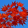 Japanese Maple