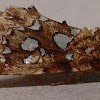 Silver-spotted Fern Moth