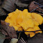 Chanterelle