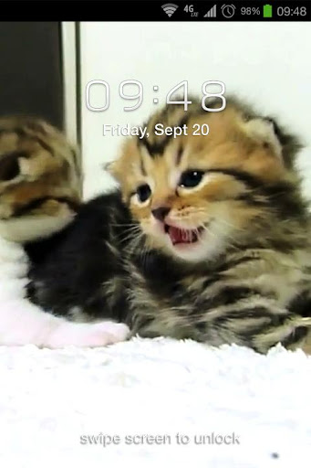 免費下載個人化APP|Kittens Live Wallpaper app開箱文|APP開箱王