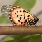 Garden Acraea