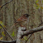 White-throated Sparrow (Tan-striped form)
