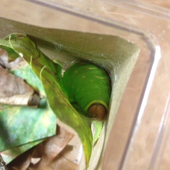 Polyphemus Moth Caterpillar | Project Noah