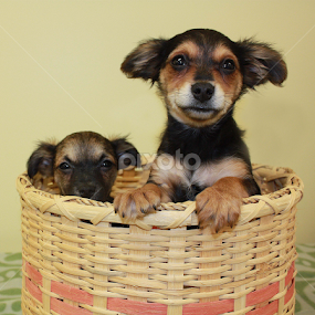 Samoa and Scout by Sharon Scholtes - Animals - Dogs Puppies