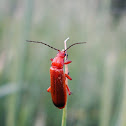 Common Red Soldier Beetle / Šoštar