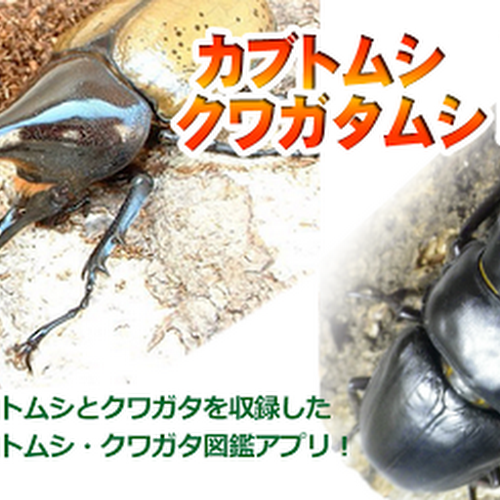 √100以上 日本 カブトムシ 最大 214255-日本 カブトムシ 最大