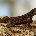 Spiny-Tailed Lizard